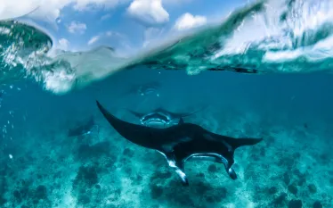 Simon Hilbourne_Reef manta courtship train split shot_Rasfari Maldives_.jpg.webp