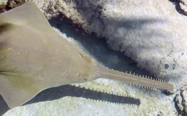 Smalltooth sawfish .JPG.webp