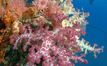 TR_picture_perfect_.jpg.webp