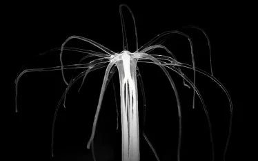 The-sea-anemone-Nematostella-vectensis-active-in-the-dark.-Raphael-Aguillon.jpg.webp
