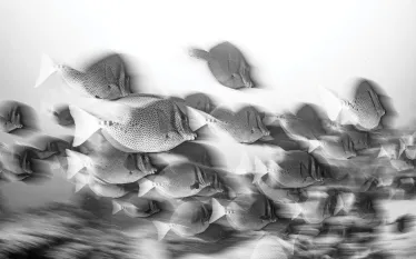 ThomasAnderson_Motion_Blur_Photo_edit   .jpg.webp