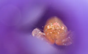 TunicateShrimp_JoeDaniels.jpg.webp