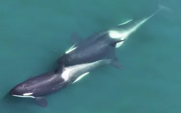 Two-whales-allokelping C-with-a-small-length-of-kelp-stem-visible-between-them.-Center-for-Whale-Research C-NMFS-NOAA-Permit-_.jpg.webp