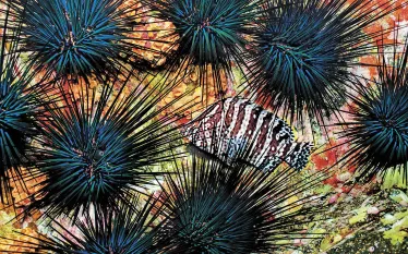 Urchins_edit.jpg.webp