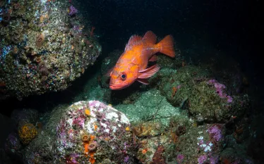 Vermilion-rockfishes_PatrickWebster_OceanOddities-_edit.jpg.webp