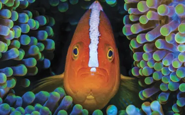WONDERS_NEMO__edit.jpg.webp