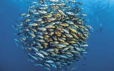 WONDERS_SHOAL__edit_.jpg.webp