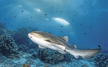WONDER_SHARK__edit.jpg.webp