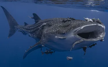 Whale-Shark-St-Helena_KarlThrower.JPG.webp