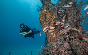 WreckDiving_Florida_Paterakis.jpg.webp