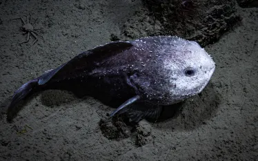 _courtesy of NOAA Ocean Exploration C Seascape Alaska_dive-blobfish-hires.jpg.webp