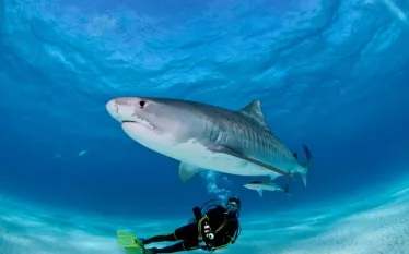 aggresive-sharks-and-divers-shutterstock.jpg.webp