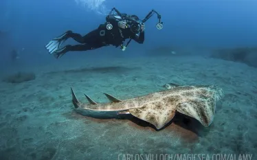 angelshark-bizarre-shark-species-spd.jpg.webp
