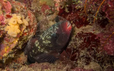 animal-behavior-parrotfish-mucus.jpg.webp