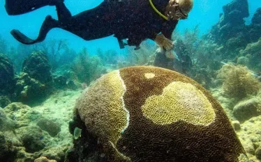 antibioticresistancecoraldisease.jpg.webp