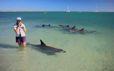 become-marine-biologist-dolphins-shutterstock_.jpg.webp