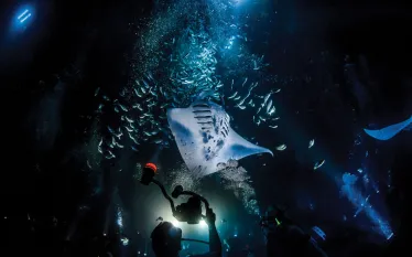 big-island-hawaii-kona-manta-night-dive-greg-lecoeur-.jpg.webp