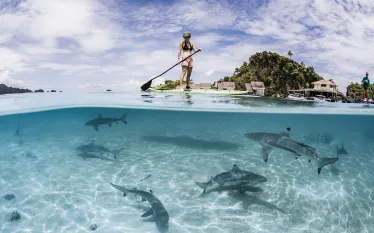 blacktipreefshark_misoolresort_rajaampat_indonesia_Shawn Heinrichs   .jpg.webp