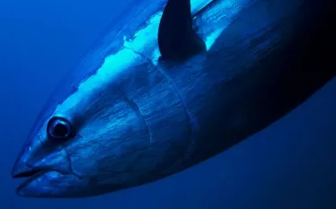 blue-fin-tuna-shutterstock.jpg.webp
