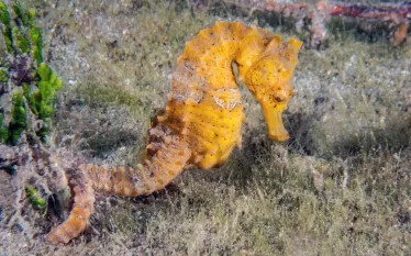 blueheronbridge_seahorse_guybryant_shutterstock_.jpg.webp