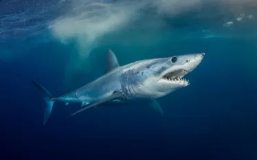 can-sharks-smell-blood-mako-shutterstock.jpg.webp