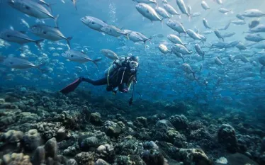 clearing-dive-bc-.jpg.webp