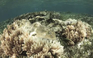 coral-dying-shutterstock_.jpg.webp