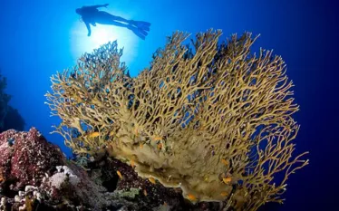 coralscrapes.jpg.webp