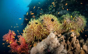 diving-seamounts-daedalus-reef-eiko-jones.jpg.webp