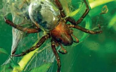 diving_bell_spider_spd_ew.jpg.webp