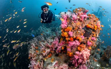 divingthailand_Zephyr_p_shutterstock__.jpg.webp