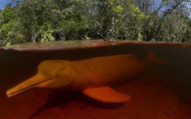 dolphin_amazon_DSC_ C AThomas Peschak nvarley ngs.org _.jpg.webp