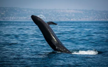 false-killer-whale_istock-.jpg.webp