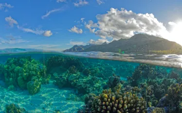 frenchpolyneisa_mooreadiving_vavea photography_shutterstock_.jpg.webp
