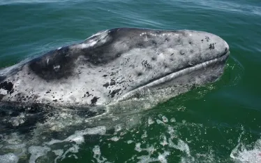 gray-whale-facts-pic.jpg.webp