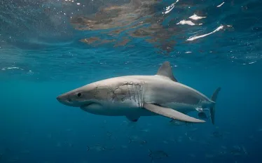 great-white-shark-shutterstock-wildestanimal.jpg.webp