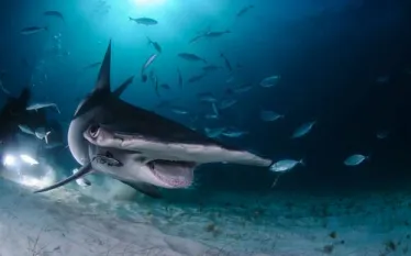 hammerhead-shark-diver-bahamas-shutterstock.jpg.webp