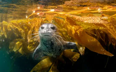 harborseal_Joe Belanger_shutterstock_.jpg.webp