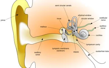 humanear.jpg.webp