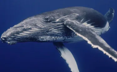 humpbackwhale_Stanislav Stelmakhovich_shutterstock_.jpg.webp