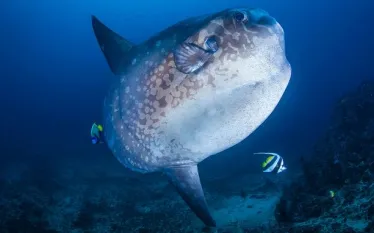 indonesia-biodiverse-diving.jpg.webp