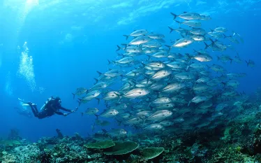 indonesia_shutterstock_.jpg.webp