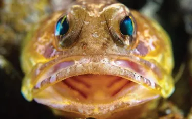 jawfish.jpg.webp