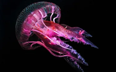 jellyfish-image.jpg.webp