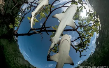 lemon-sharks-eleuthera-bahamas.jpg.webp