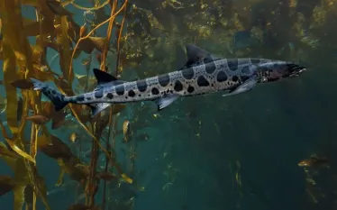 leopardshark_istock-.jpg.webp