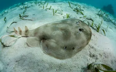 lesser-electric-ray-shutterstock-ethan-daniels.jpg.webp
