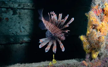 lionfish-.JPG.webp