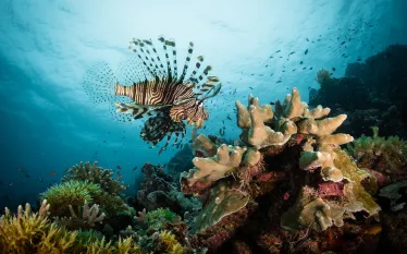 lionfish_Ye Choh Wah_shutterstock__edit.jpg.webp
