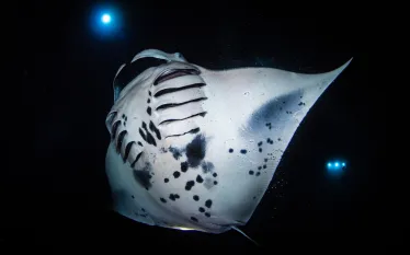 manta_Shane Myers Photography_shutterstock_.jpg.webp